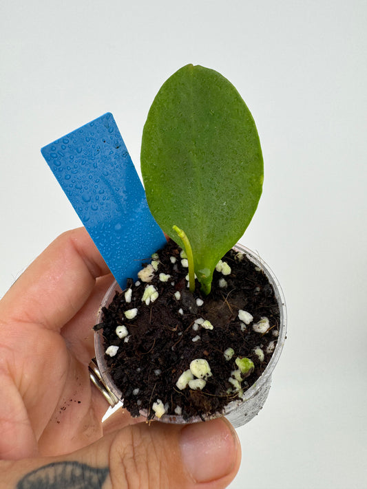 Hoya Psuedolittoralis