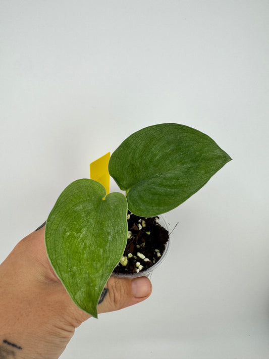 Scindapsus Lucens