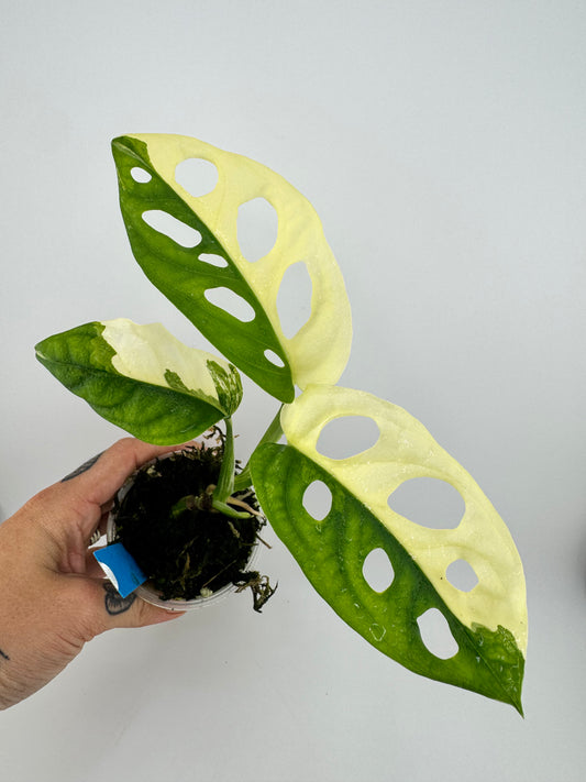Monstera Adansonii Albo Variegated #2