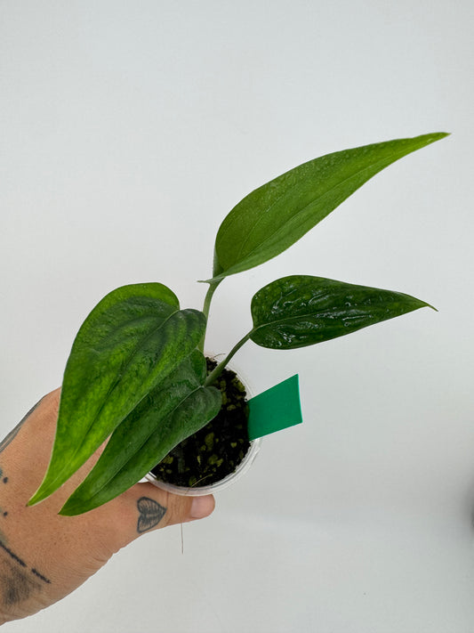 Monstera Barrieri