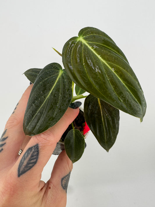 Philodendron Melanocrysum