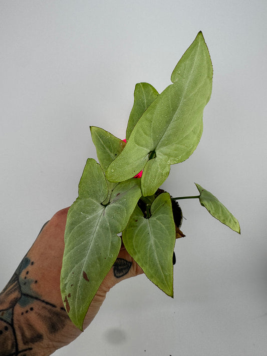 Syngonium Pink Salmon Low Splash