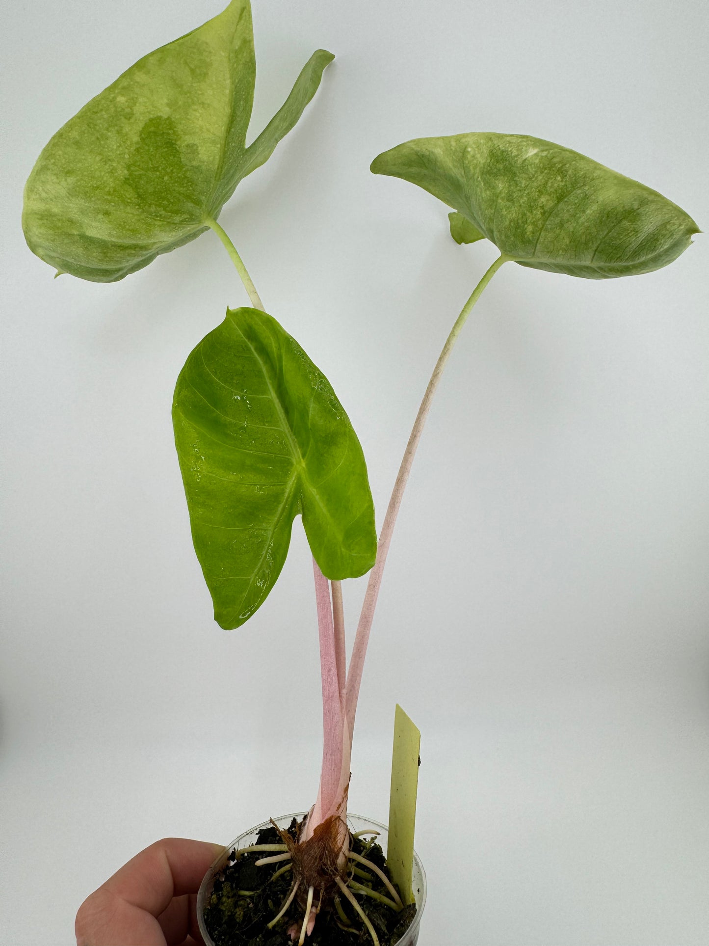 Alocasia variegated Pink Dragon Aurea