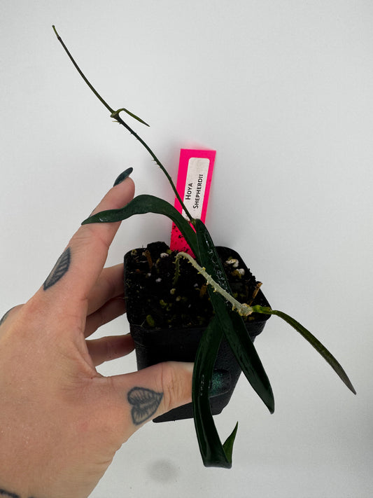 Hoya shepherdii