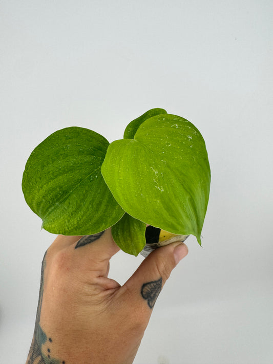 Philodendron fibraecataphyllum