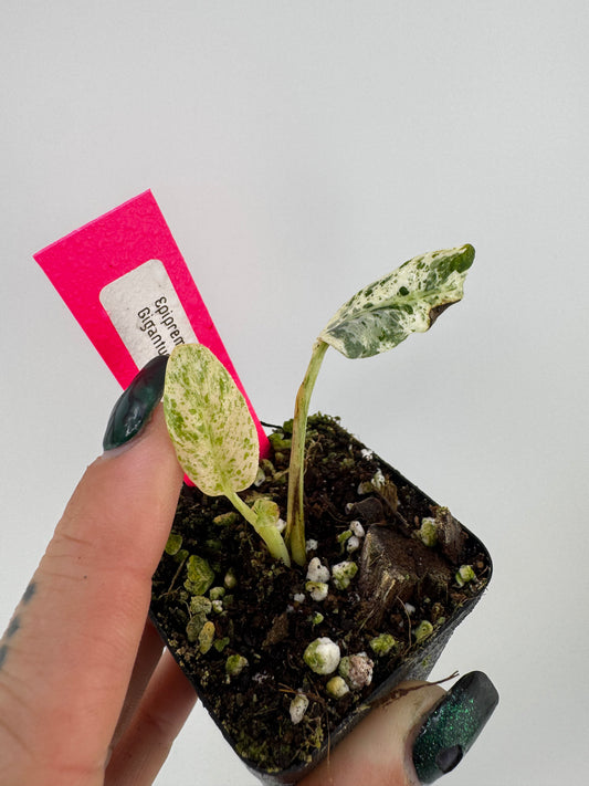 Epipremnum Gigantum Marble Variegated