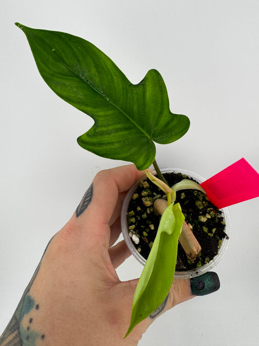 Philodendron Florida Green