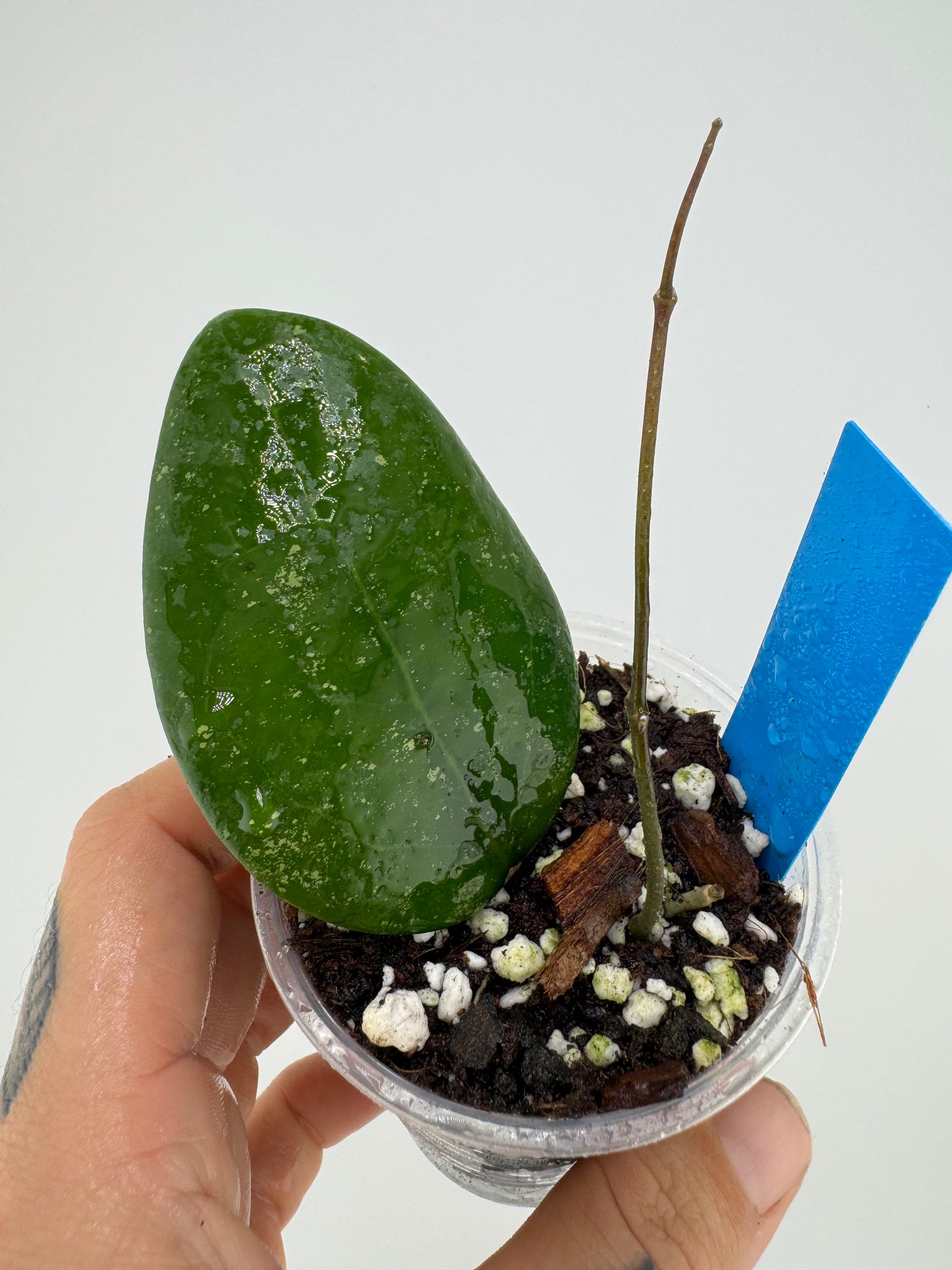 Hoya IML 1438 ‘Hat Som Paen’