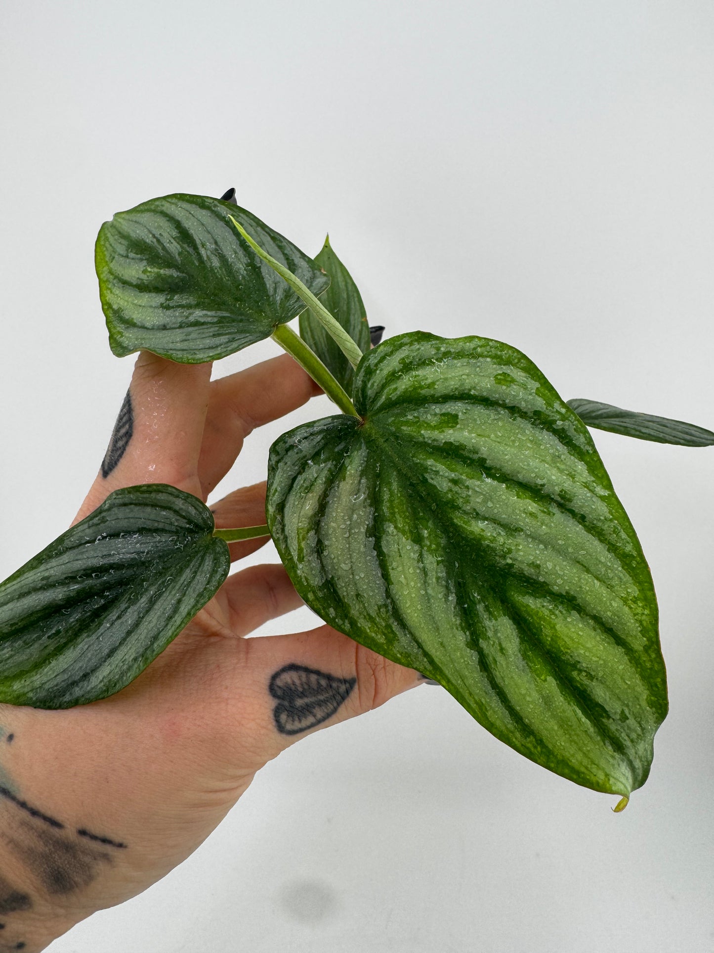 Philodendron Mamei Silver Cloud
