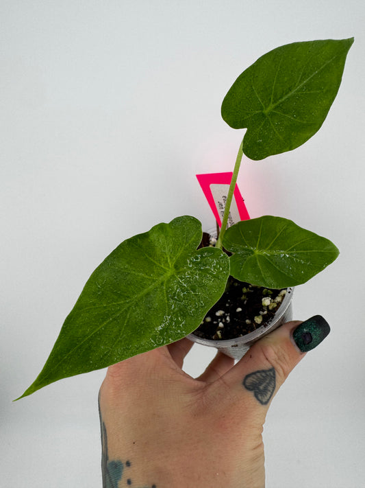 Alocasia Gagaena