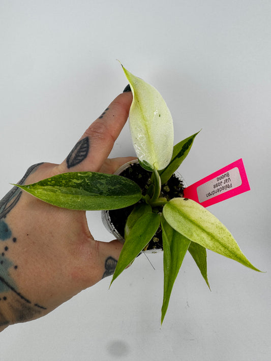 Philodendron Jose Buono