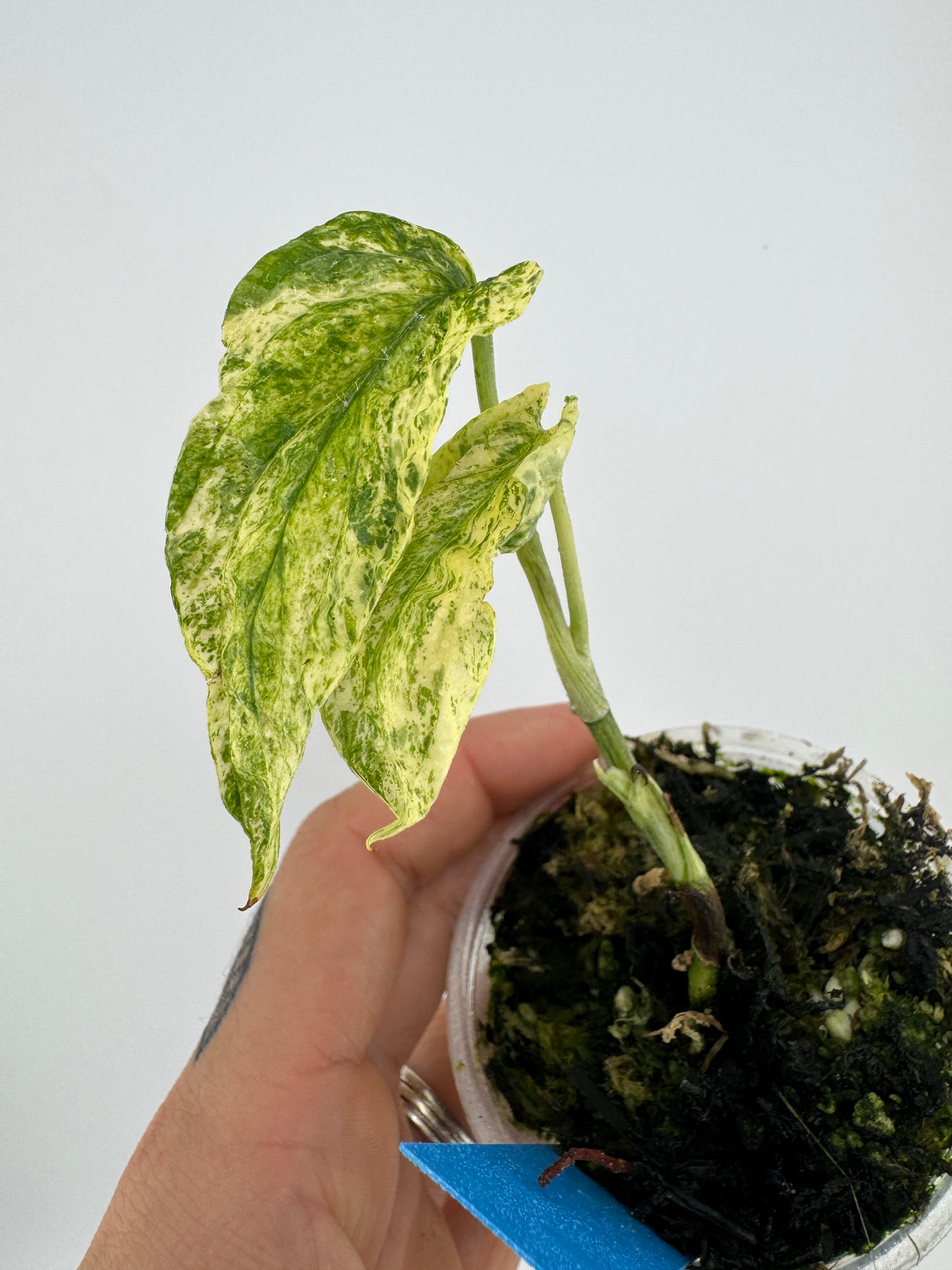 Amydrium Zippelianum Variegated