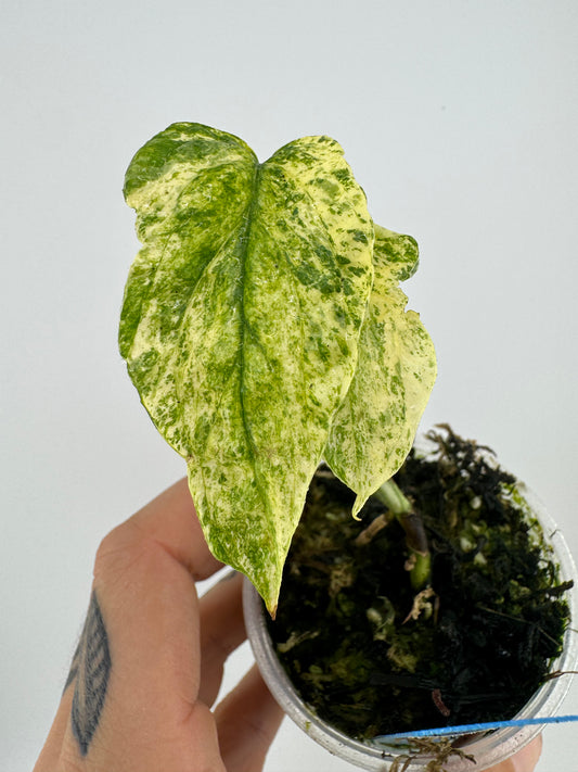 Amydrium Zippelianum Variegated
