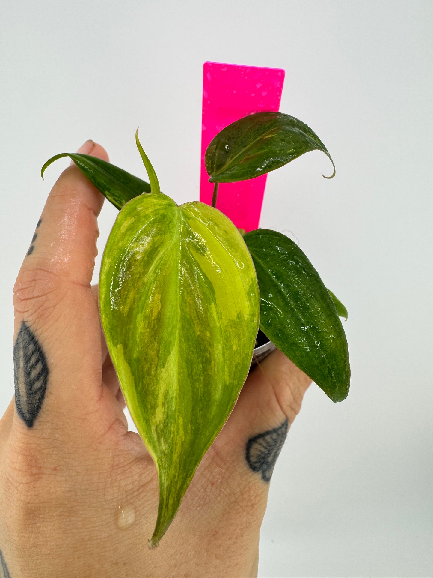 Philodendron VAR micans ‘aurea’