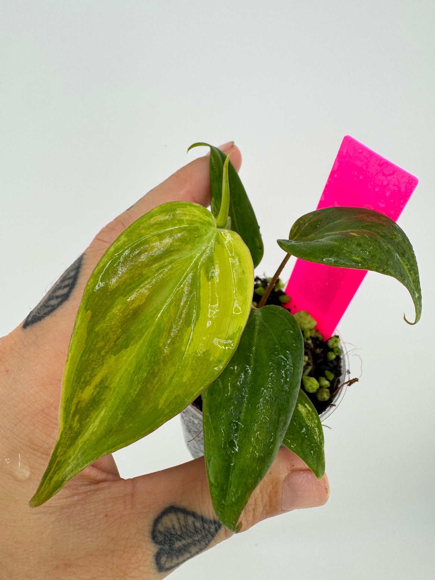 Philodendron VAR micans ‘aurea’