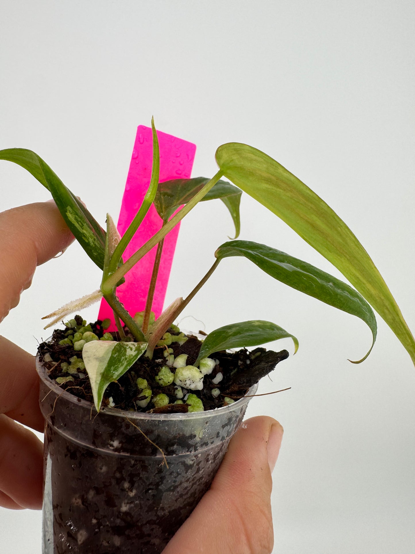 Philodendron VAR micans ‘aurea’