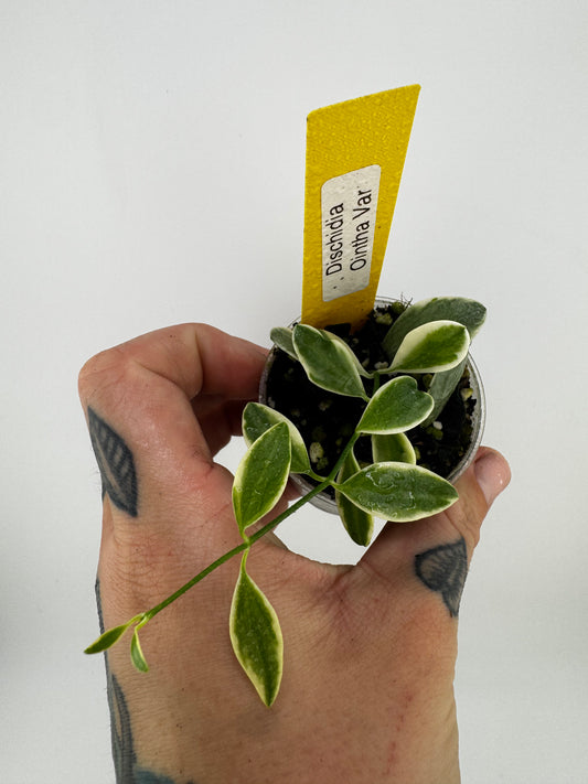 Dischidia Ointha Variegated