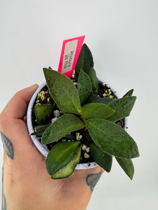 Hoya aff. Burtoniae