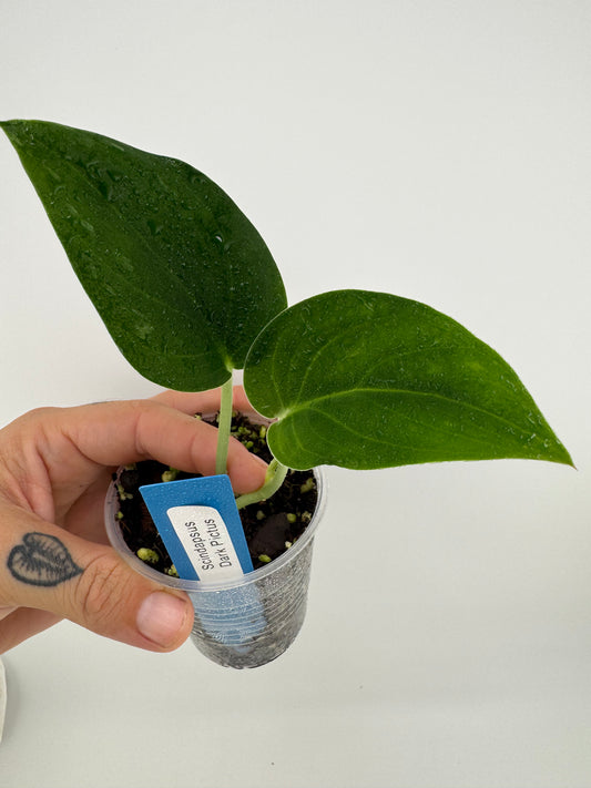 Scindapsus Dark Pictus