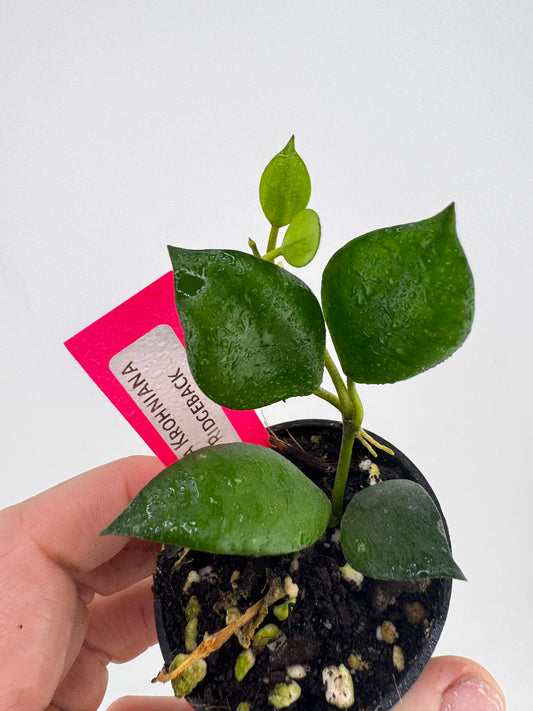 Hoya Krohniana ‘Ridgeback’