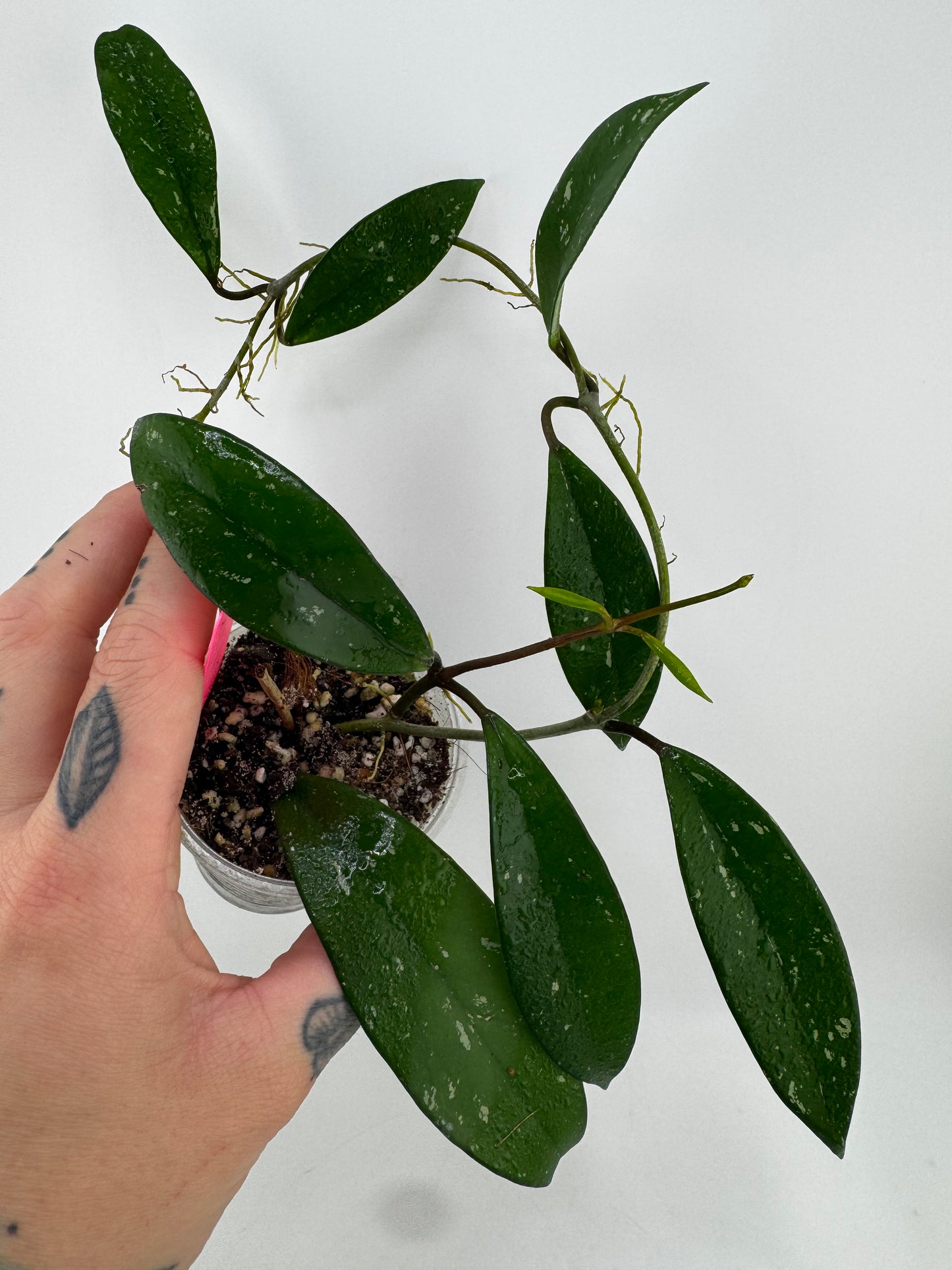 Hoya pubicalyx splash