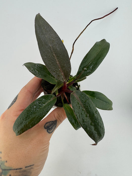 Philodendron Orange Princess REVERT