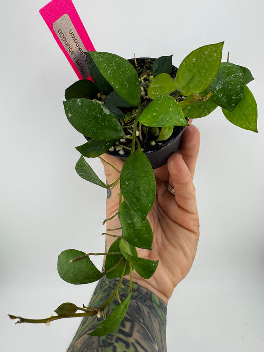 Hoya Lacunosa X Unknown