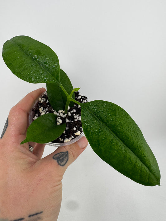 Hoya Multiflora