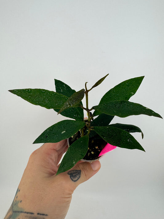 Hoya Mirabilis