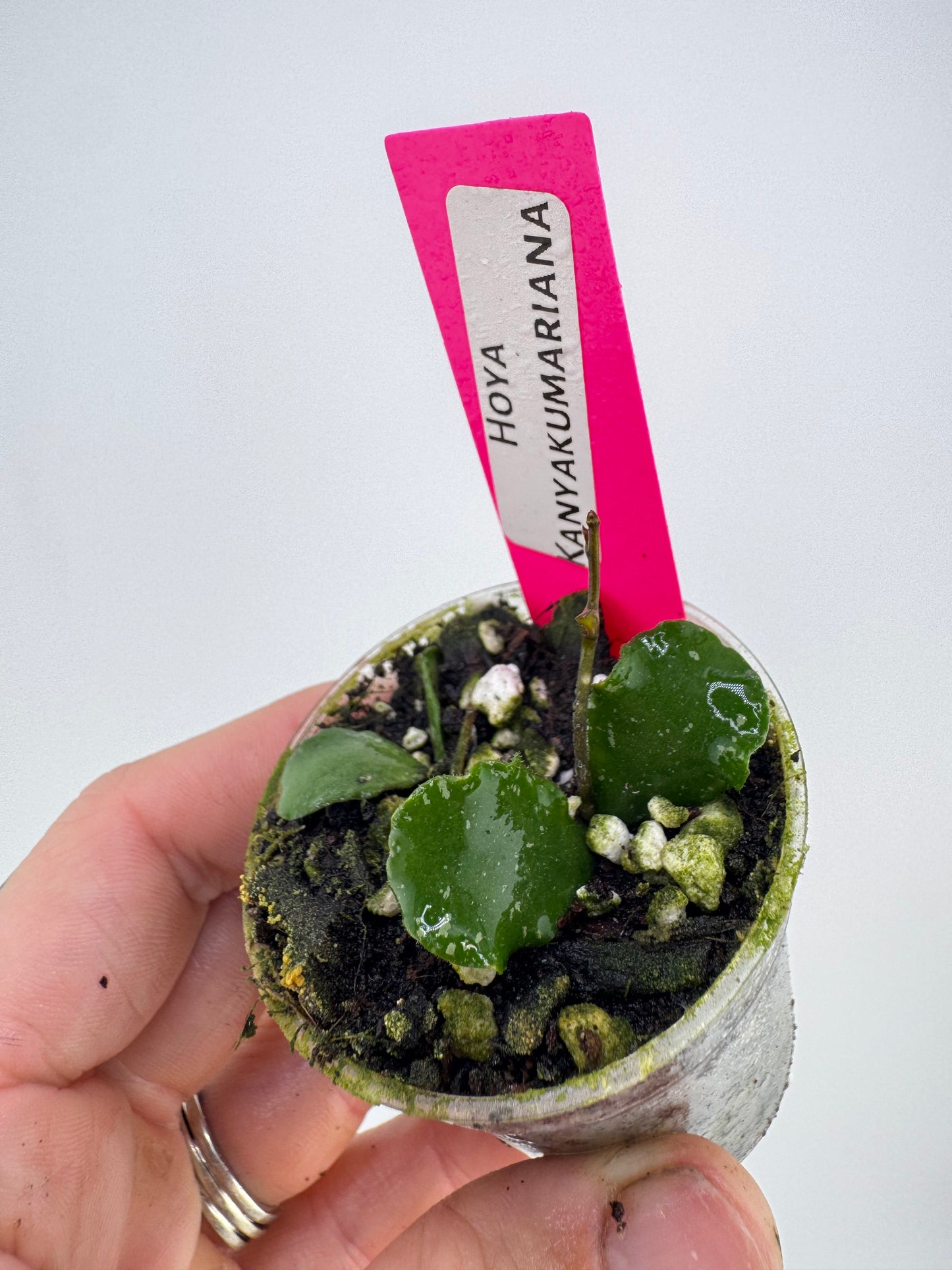 Hoya Kanyakumariana