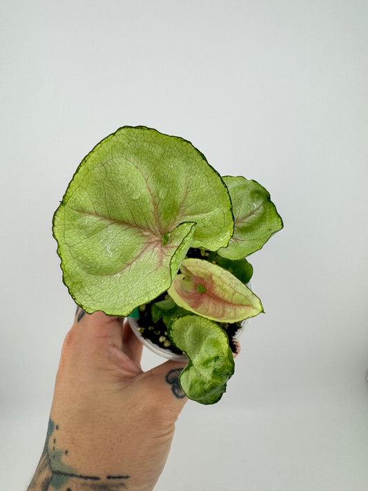 Syngonium Green Splash
