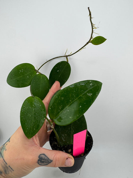 Hoya Verticillica X Unknown