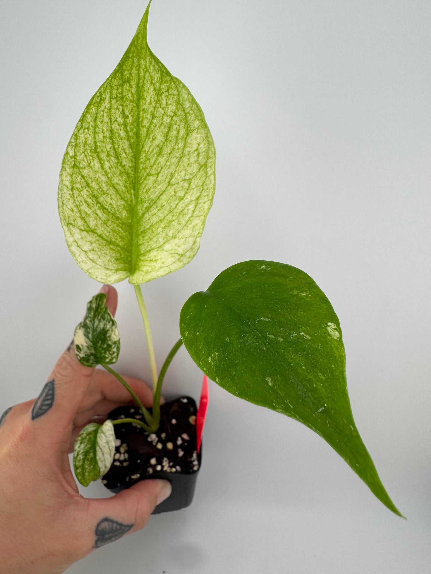 Monstera Deliciosa Mint ‘white monster’ Variegated #3