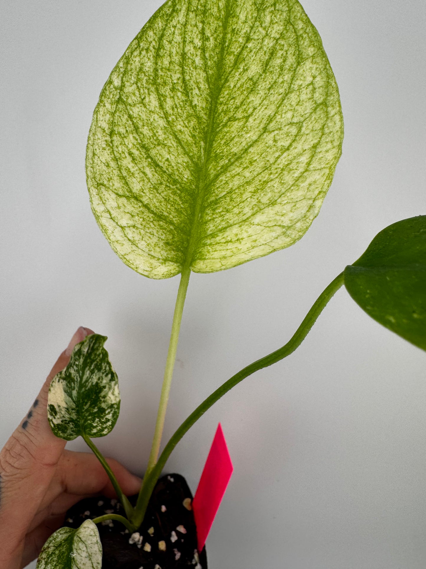 Monstera Deliciosa Mint ‘white monster’ Variegated #3