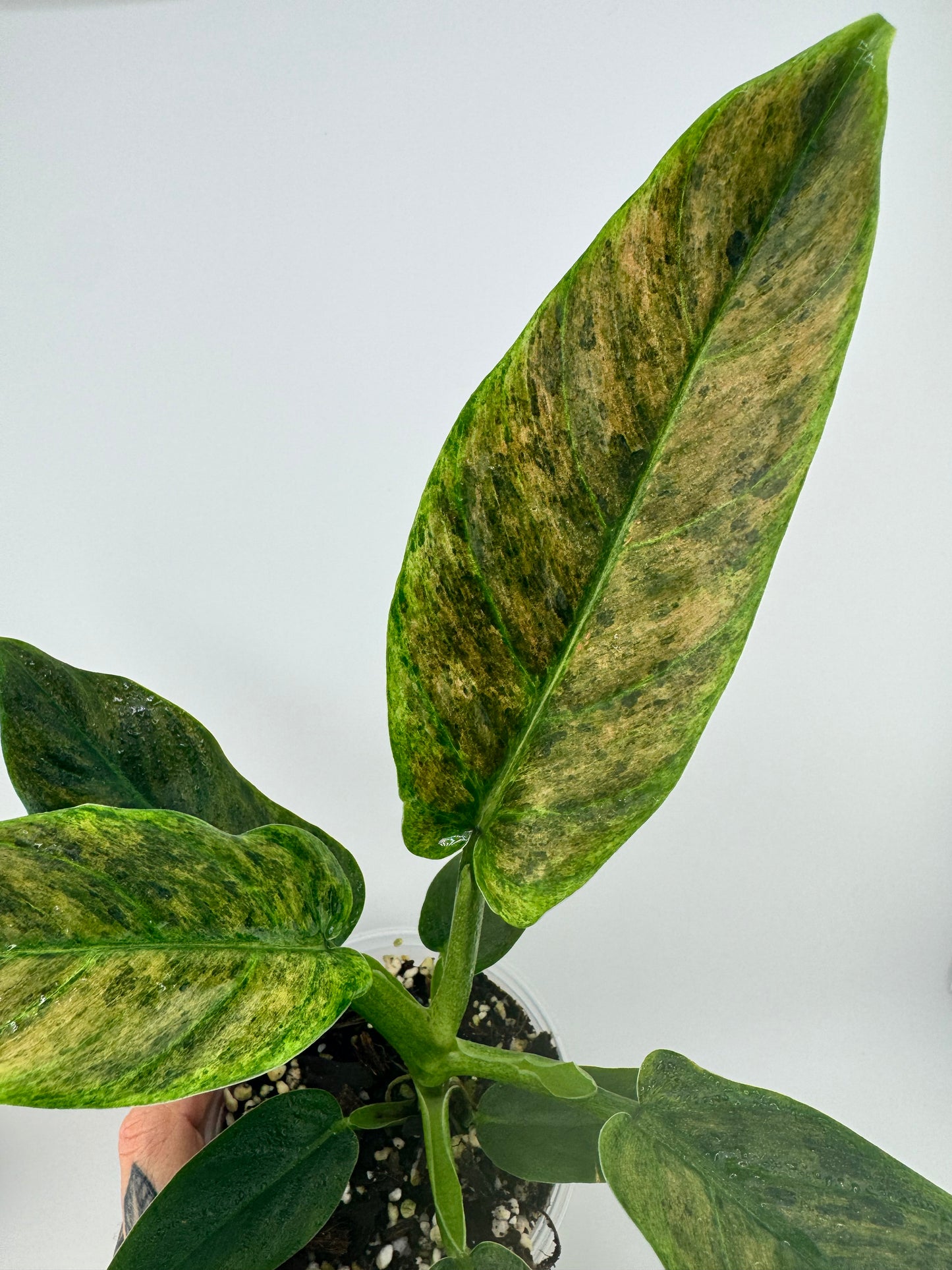 Philodendron Variegated Subhastum
