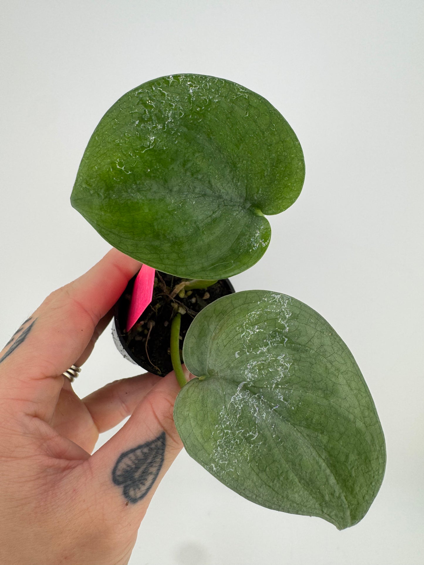 Scindapsus Lucens
