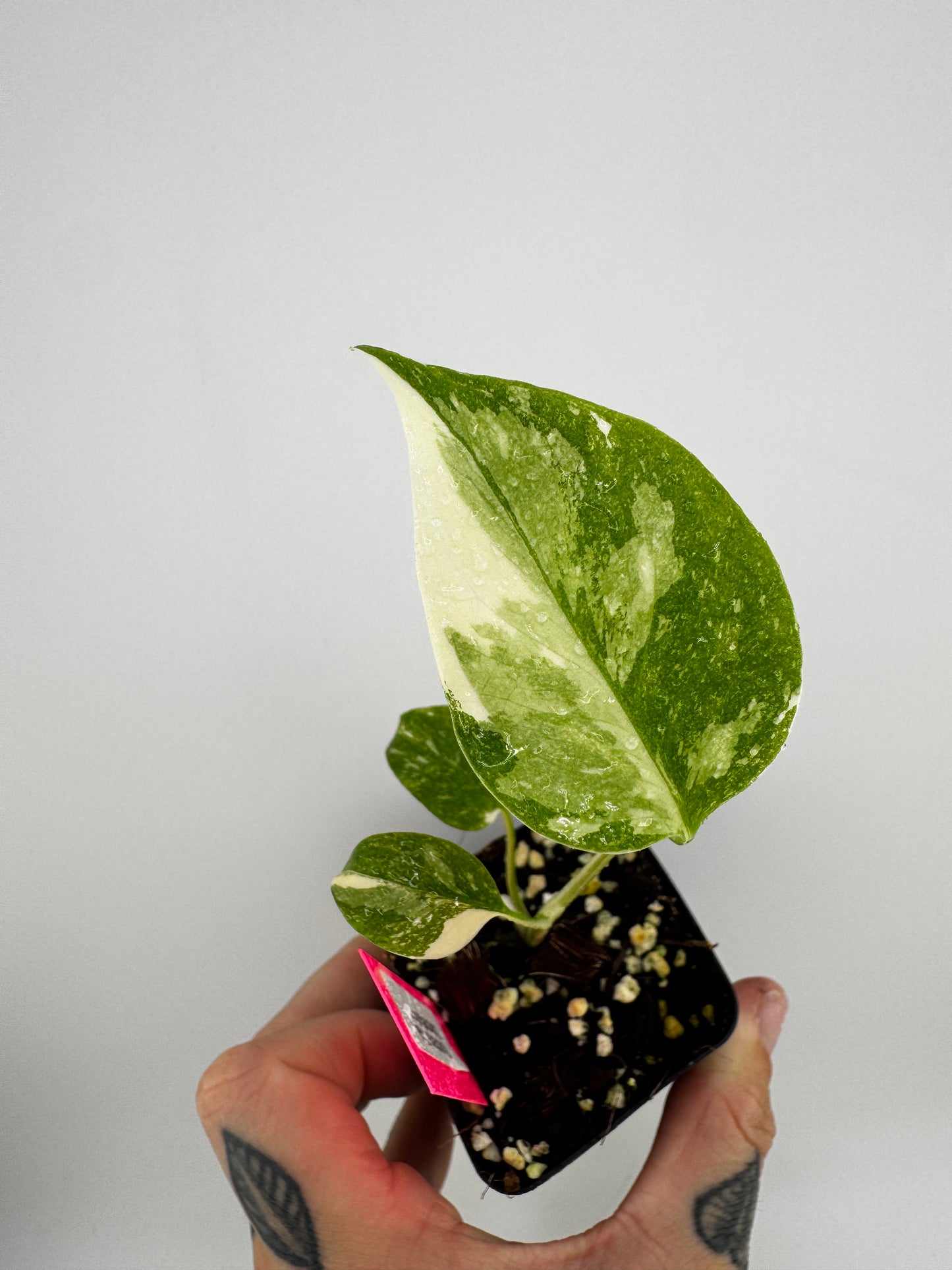 Monstera Variegated Thai Constellation