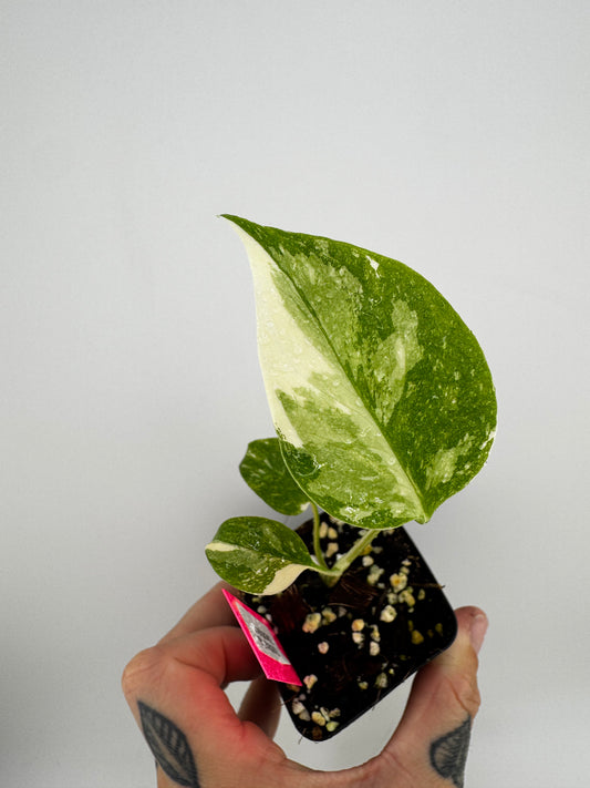 Monstera Variegated Thai Constellation