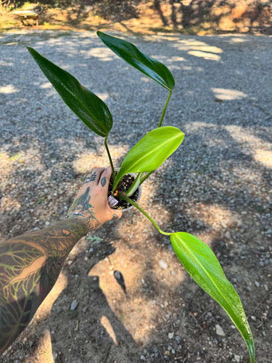 Monstera Burle Marx Flame