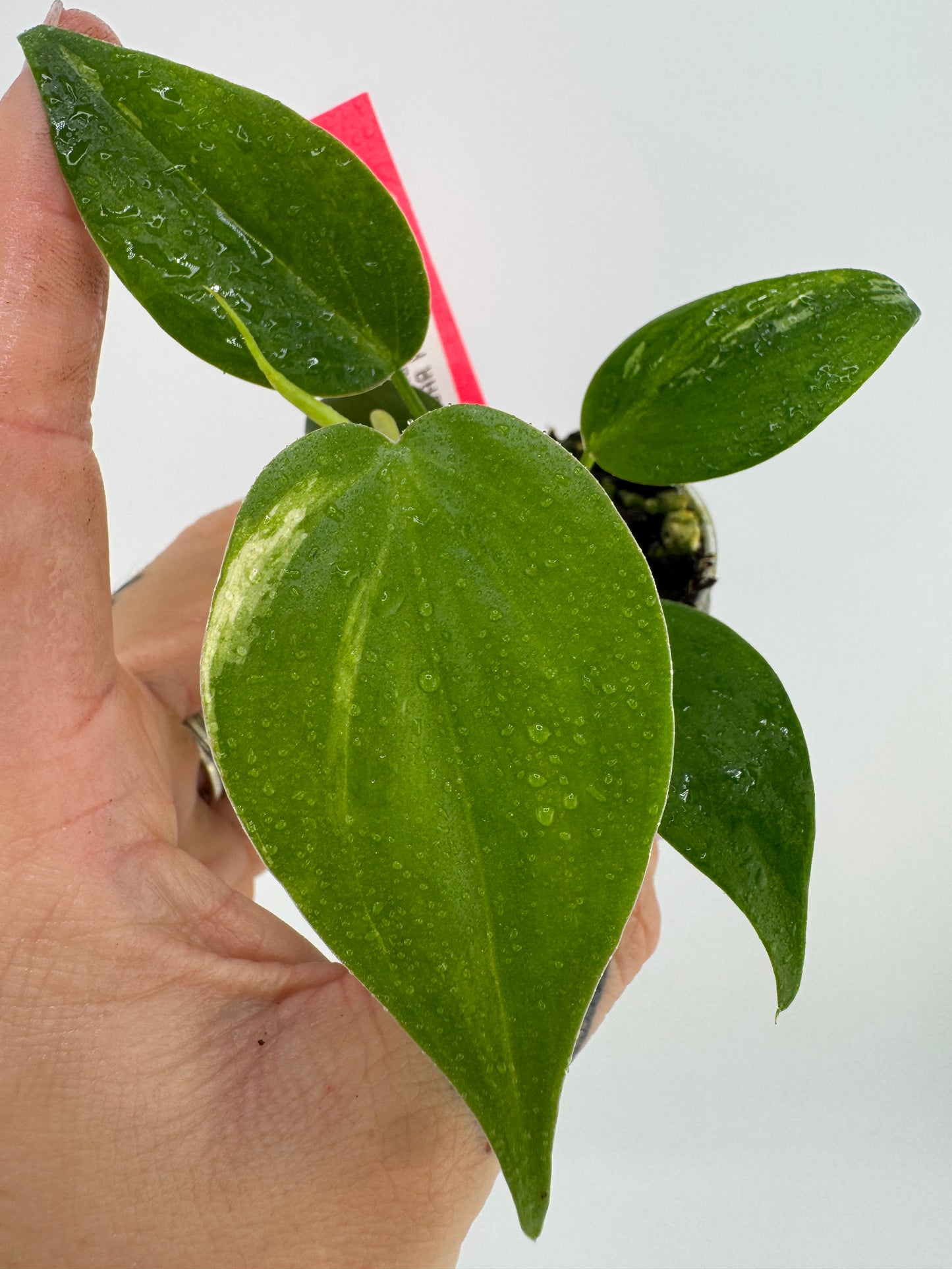 Philodendron Heartleaf Marble Variegated