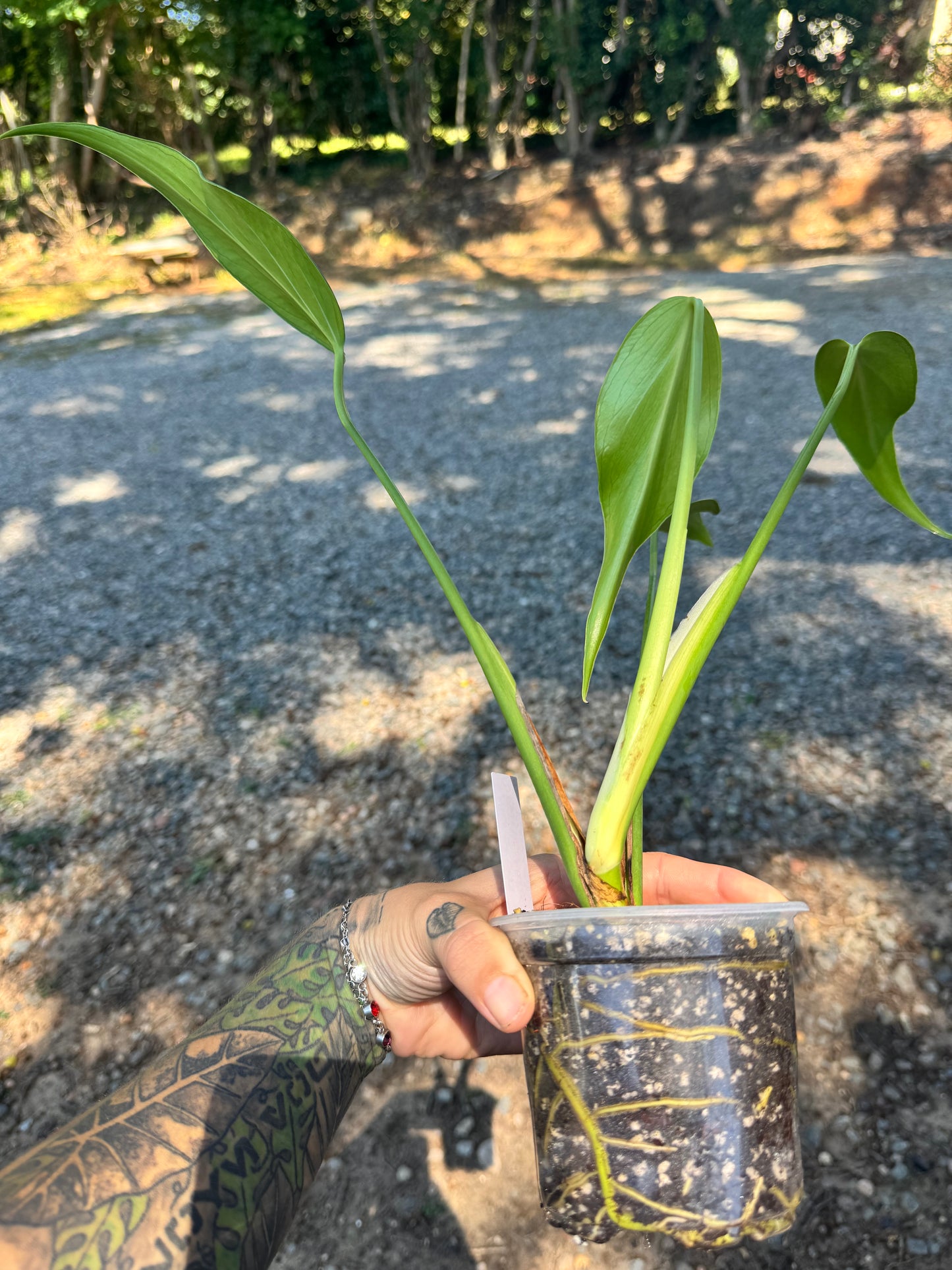 Monstera Burle Marx Flame