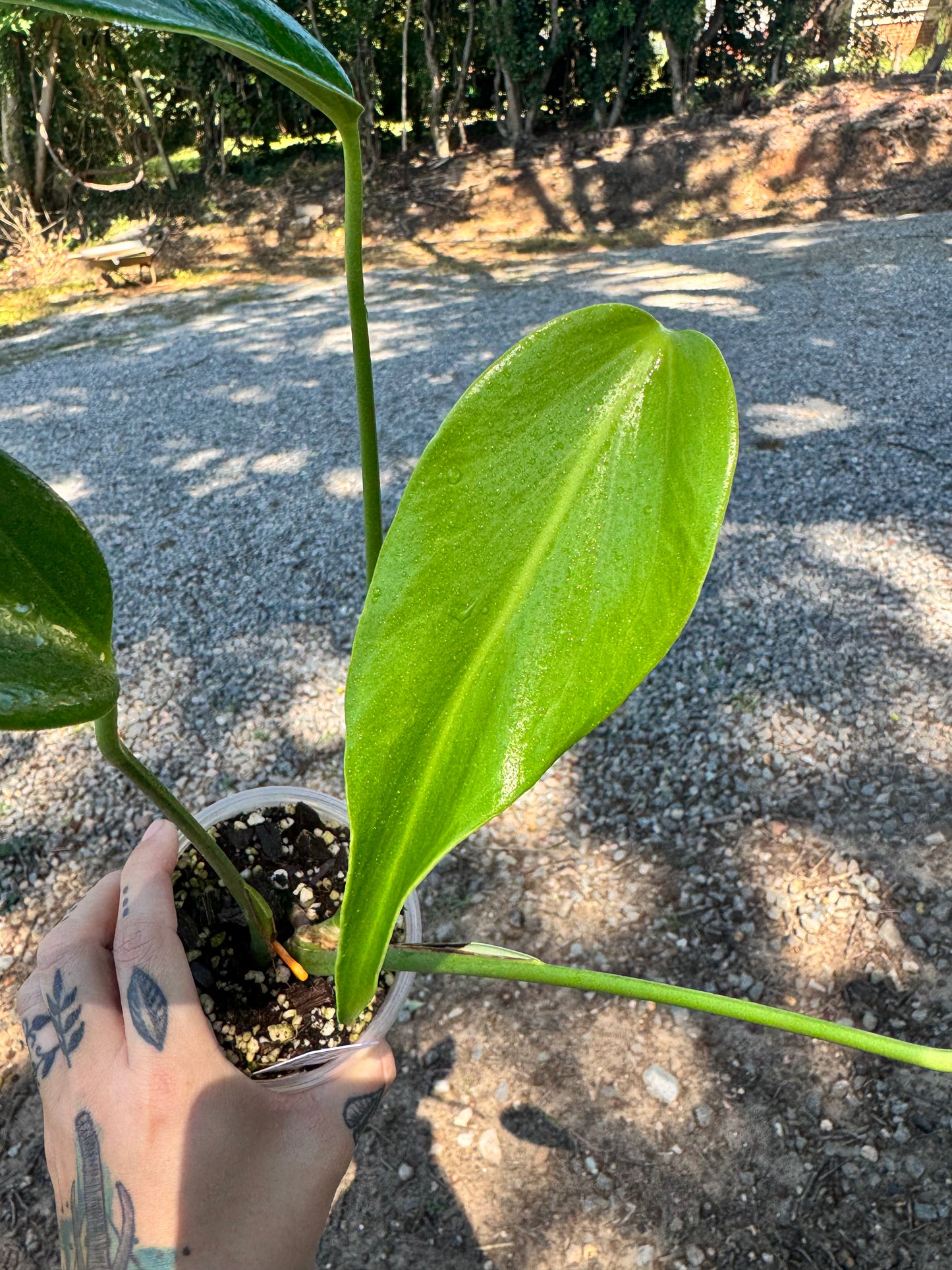 Monstera Burle Marx Flame