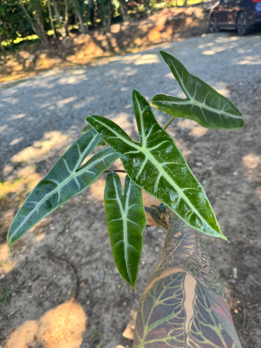 4” alocasia Longiloba