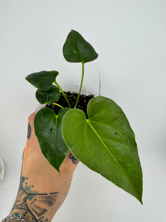 Anthurium Brownii