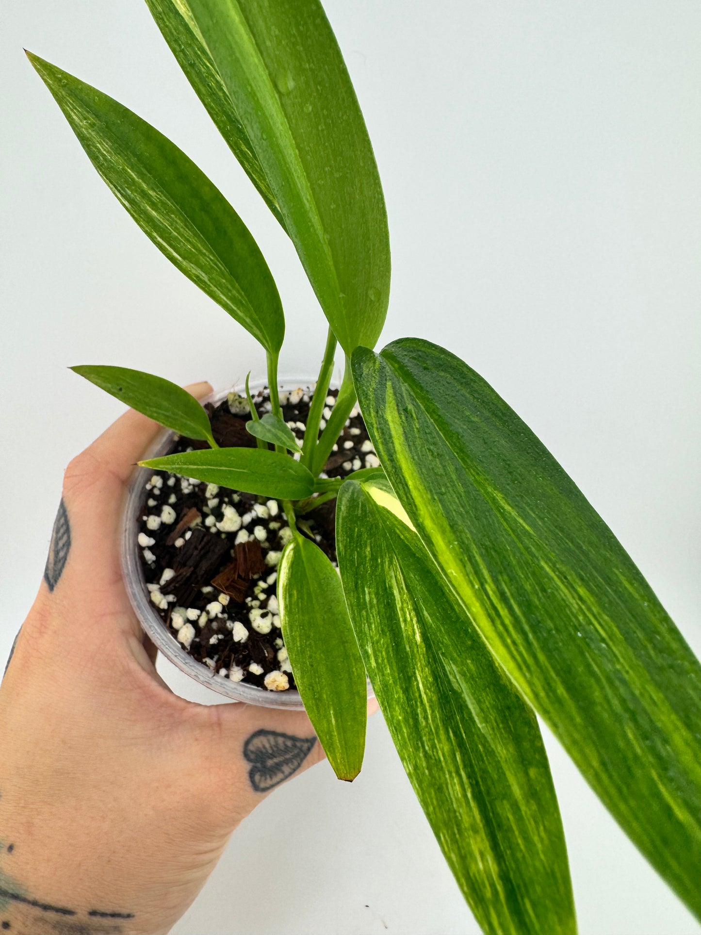 Epipremnum Amplissium Variegated