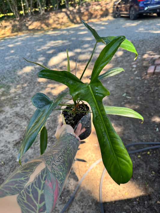 4” Philodendron Longilobotum/Leylani Miyano