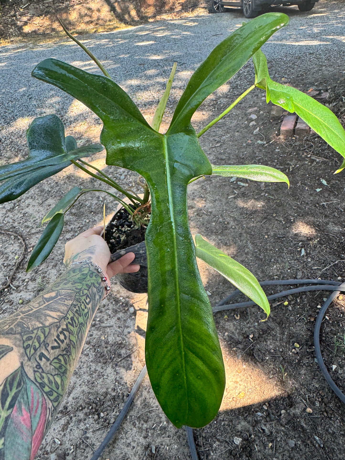 4” Philodendron Longilobotum/Leylani Miyano