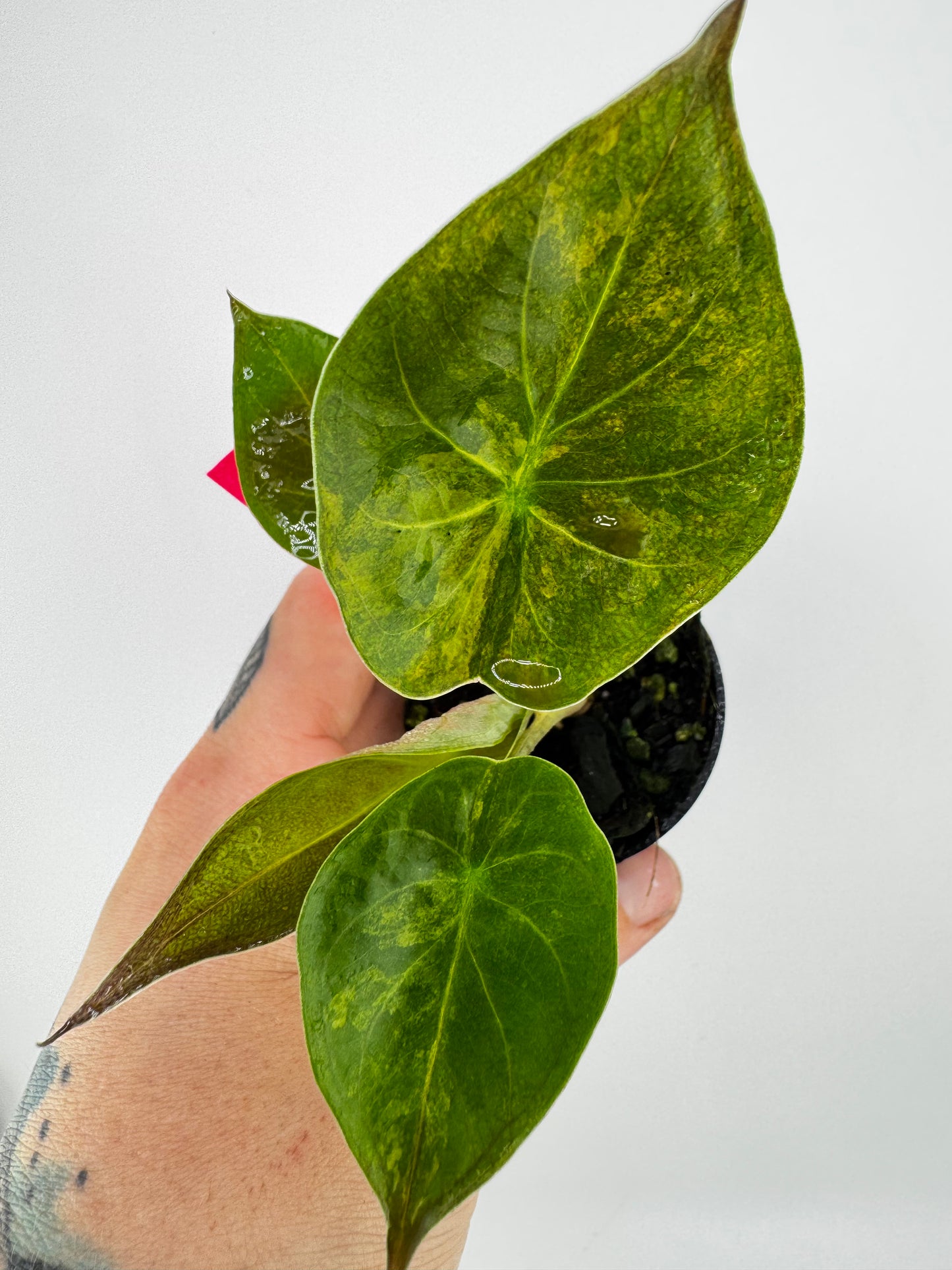 Alocasia Wentii Aurea Variegated #1