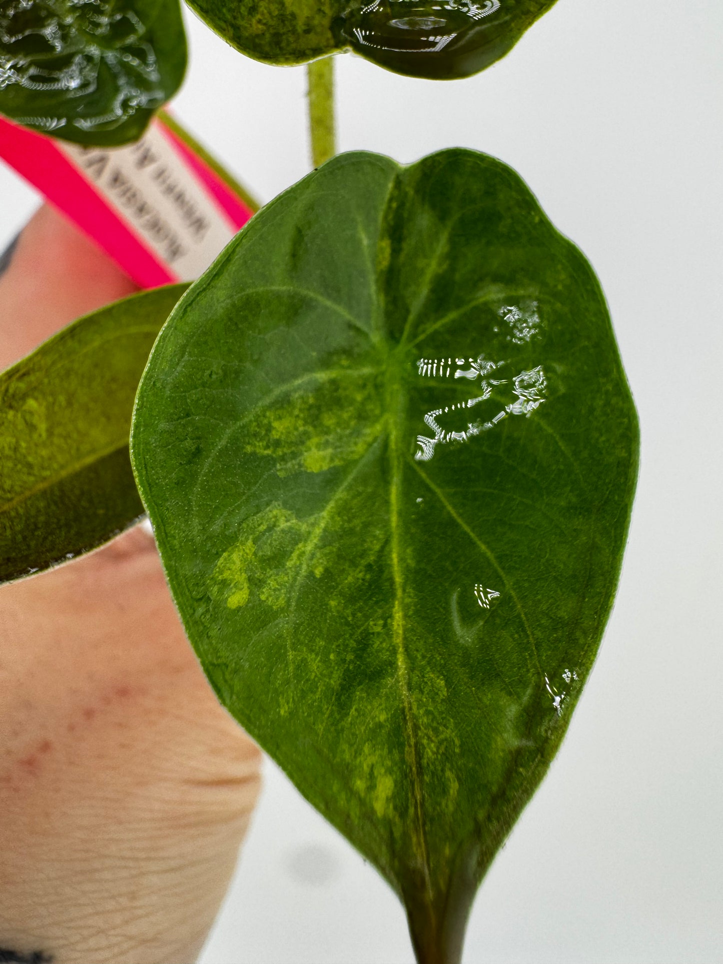 Alocasia Wentii Aurea Variegated #1