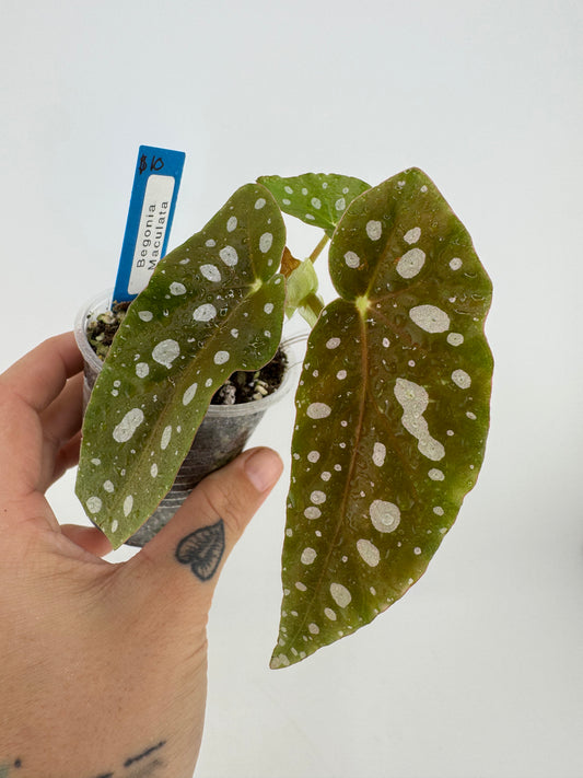 Begonia Maculata